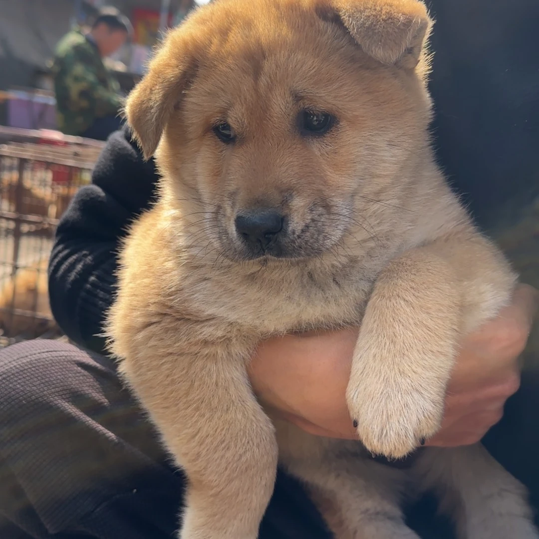 ❀***❀中华田园犬小黄母