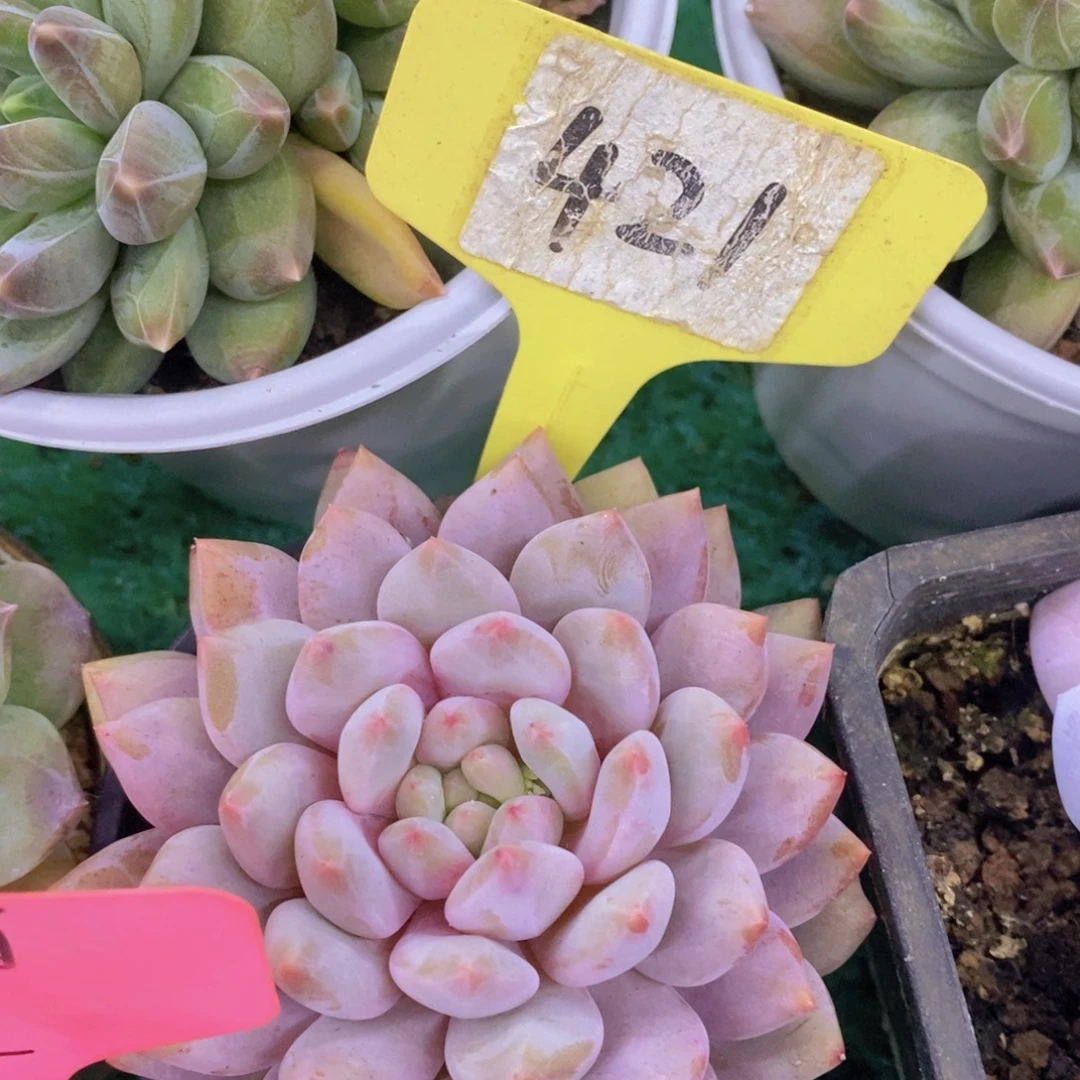 开心多肉，专场4开始了，5给1