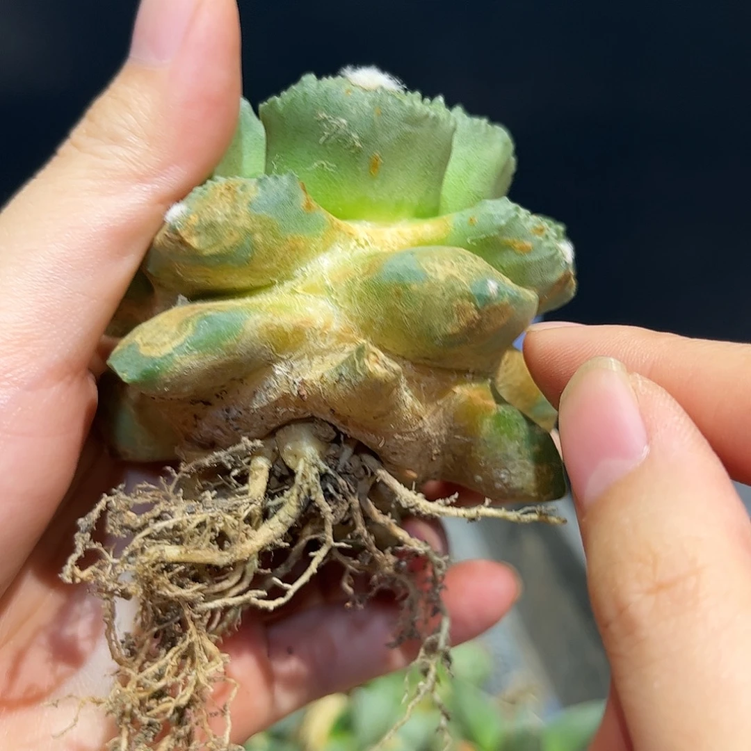 17号自根福利连手牡丹福利