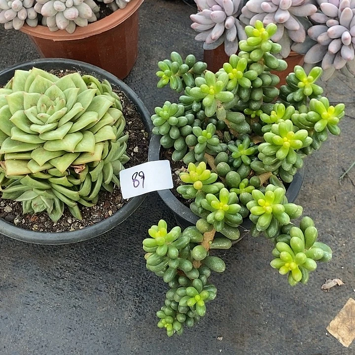 风****小七夕多肉绿龟蔷薇玛丽亚89