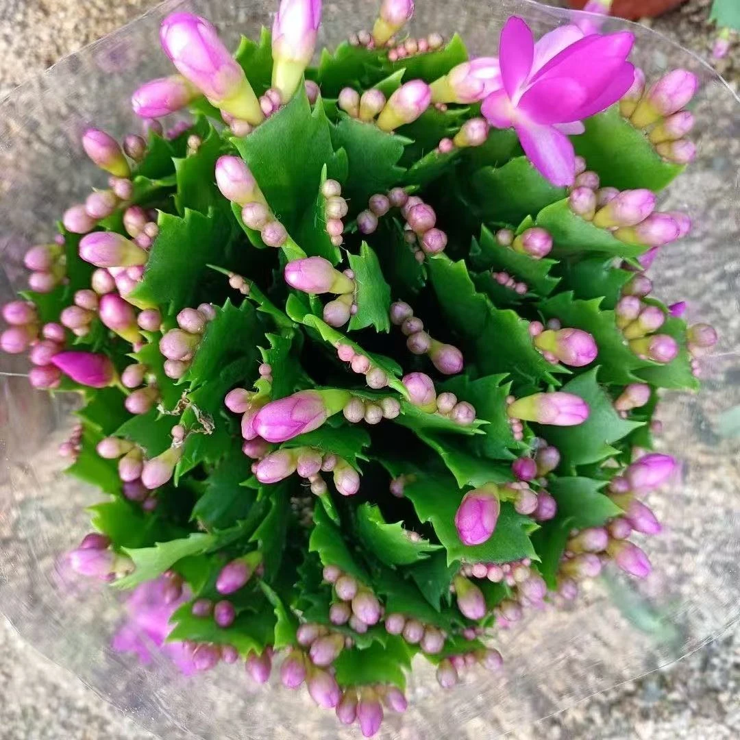 紫色蟹爪兰盆栽带花苞四季开花不断好养室内花卉