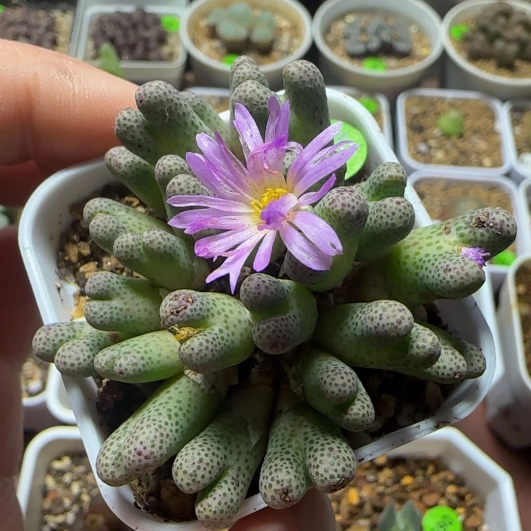 955d斑马群24头多肉植物616