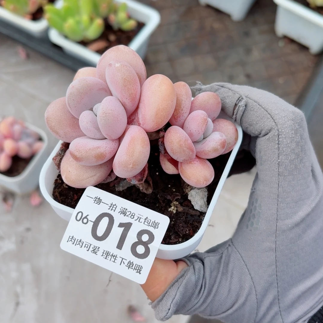 粉兔无盆土发货无盆土发货无，