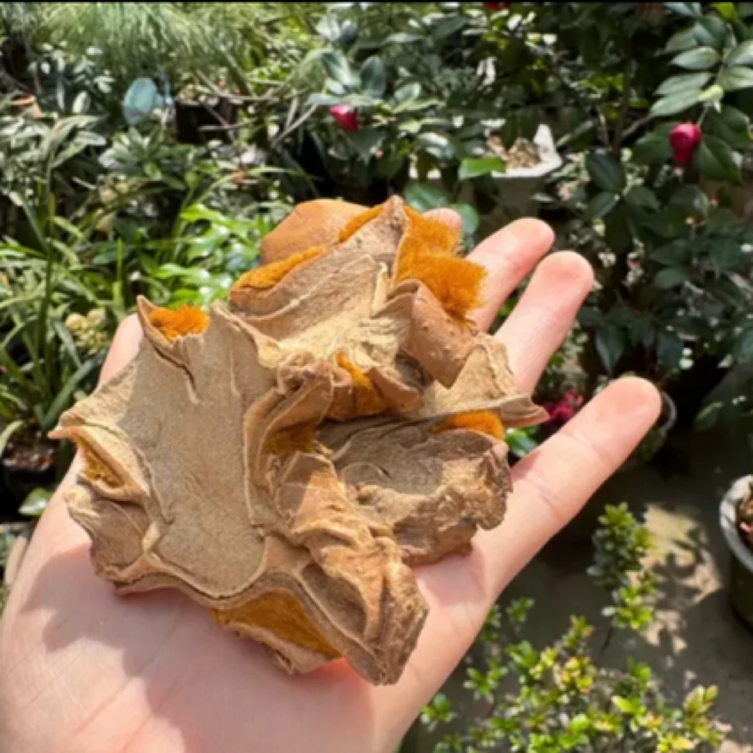 中缅山货-现收土特产/金丝撅