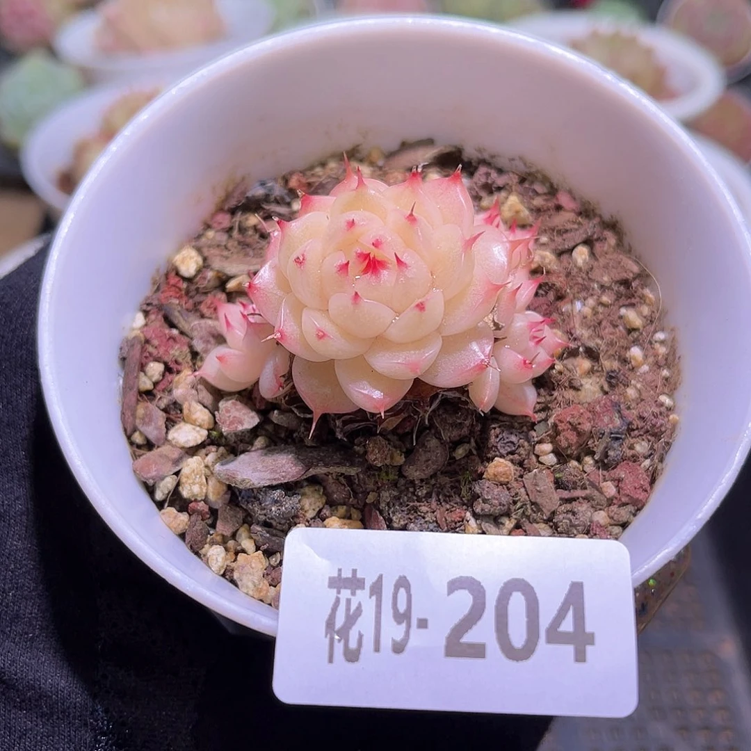 花利美19-204海王群