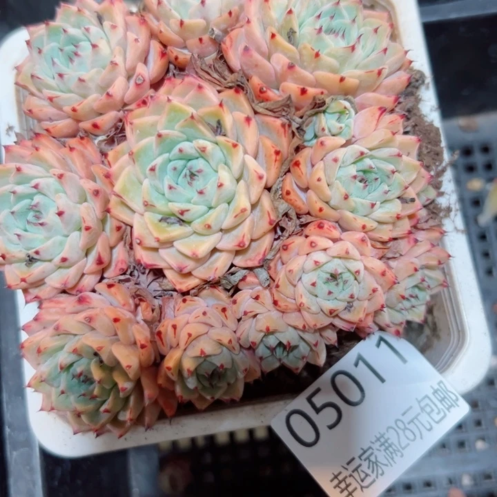 幸运的是我还没遇到过