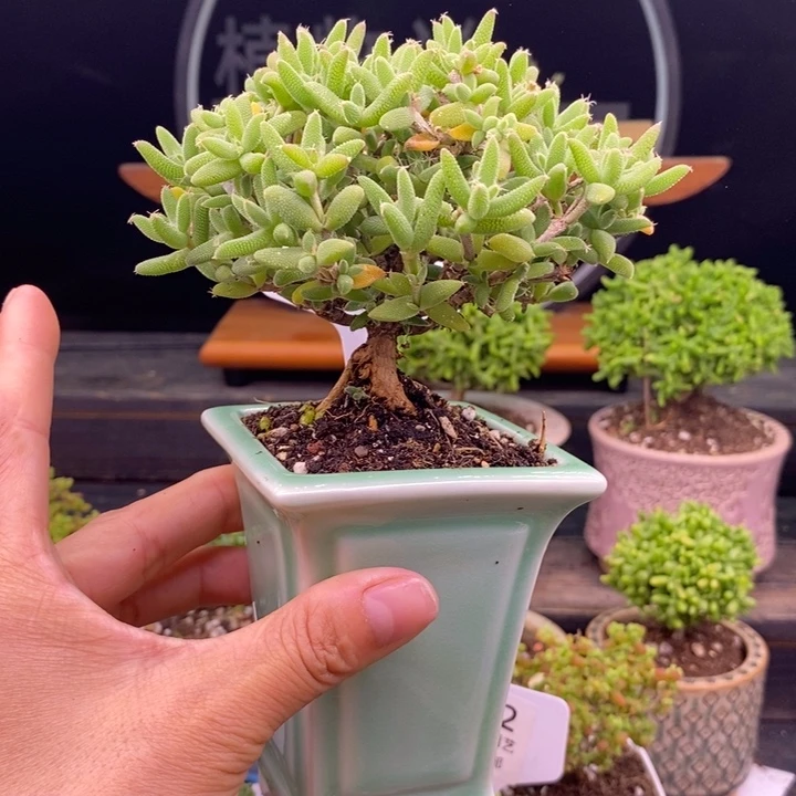 无花朵248老桩玉米。