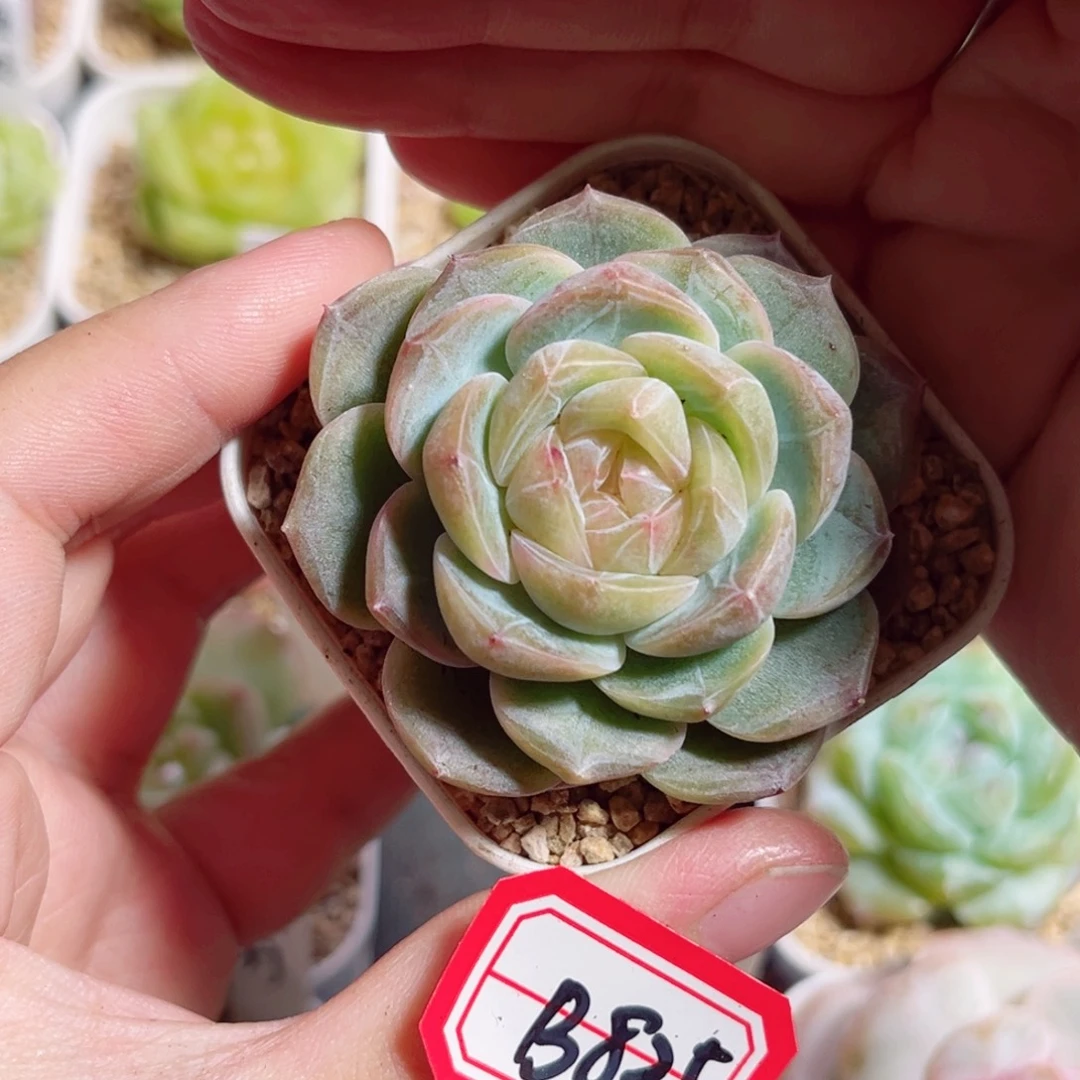 B825 一物一拍 韵白