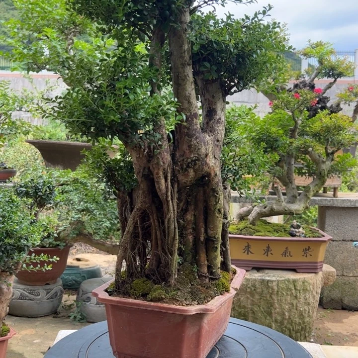 荣***心无花朵好黑白照片发现的