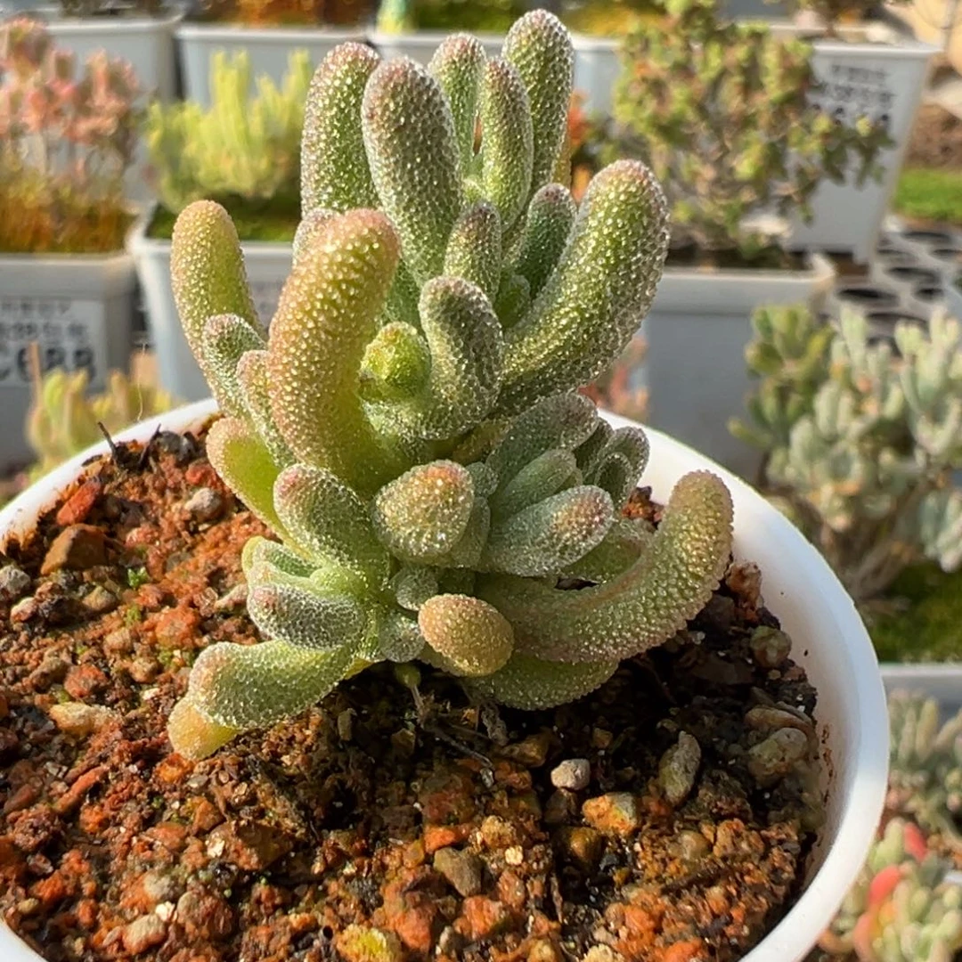 28-705白闪光五圆盆一物一拍