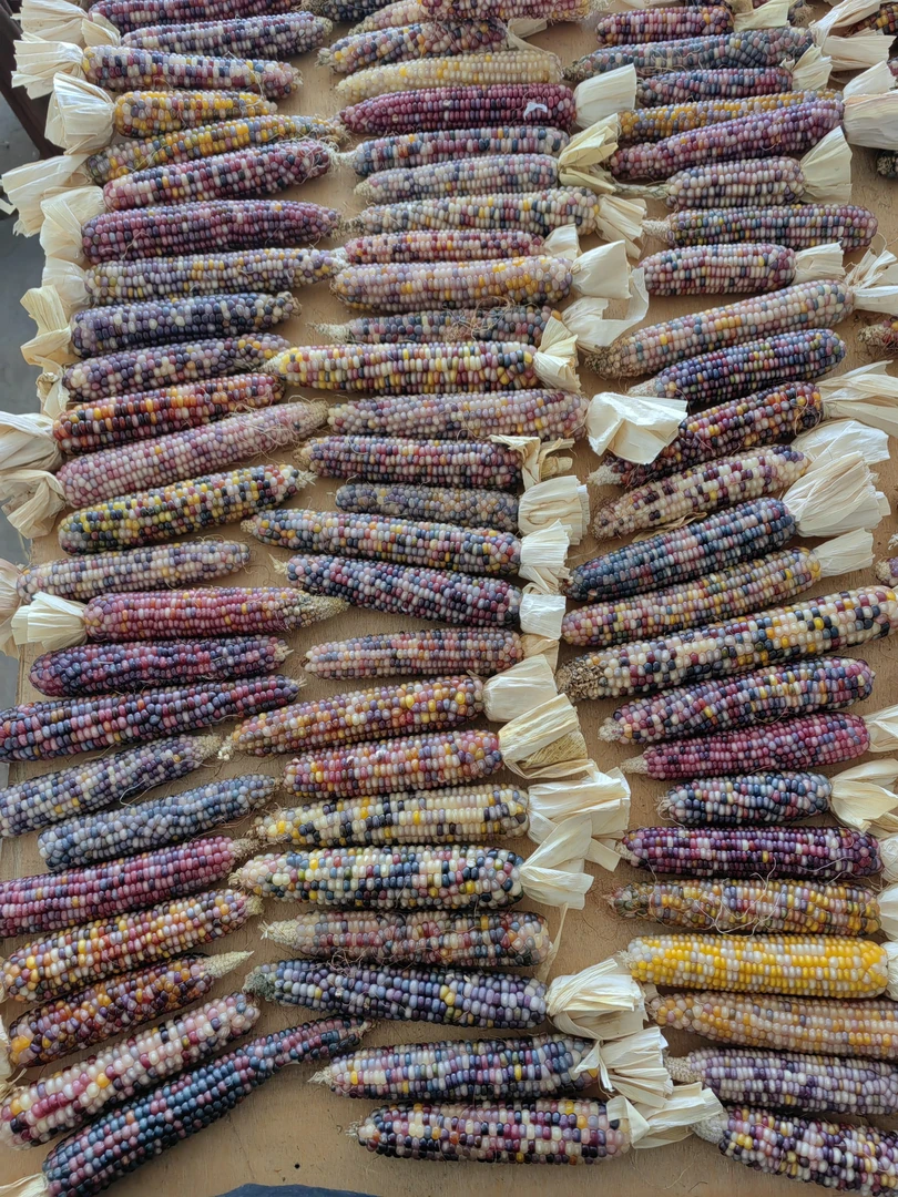 小玉米摆件（微瑕版） 直播间专拍 请勿私拍