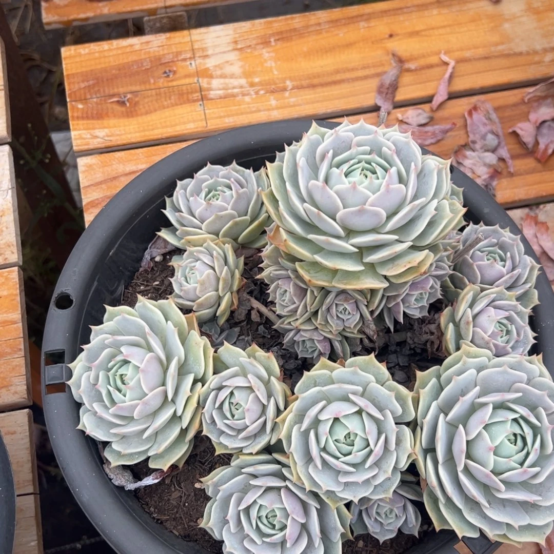 多肉植物大群露娜莲