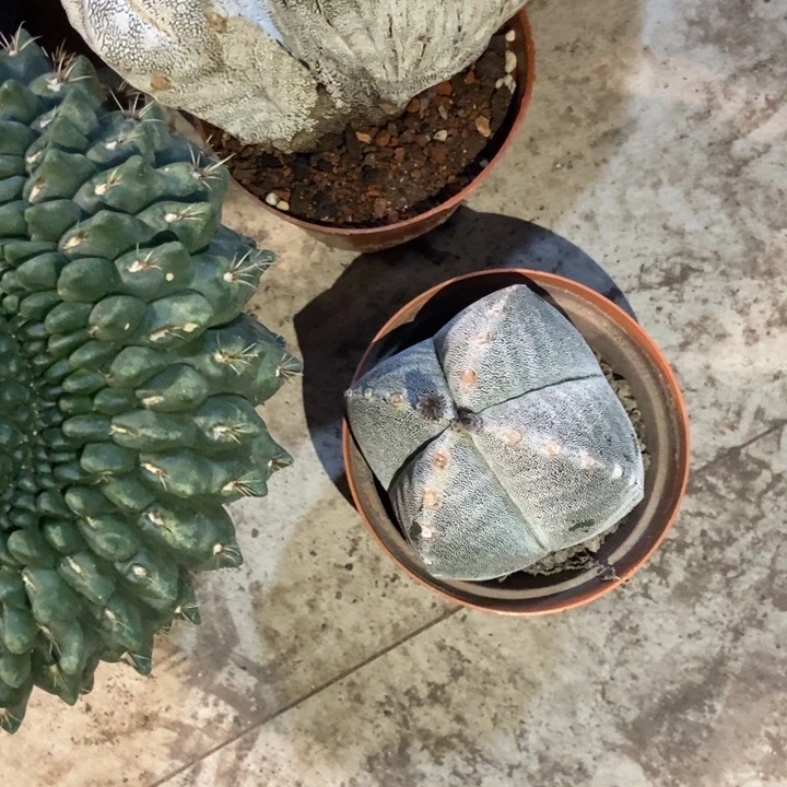 冰***王仙人球四角鸾凤玉