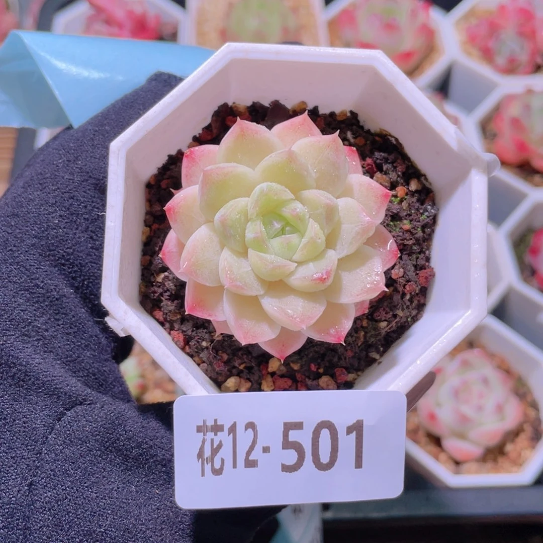 花利美12-501精选糖心