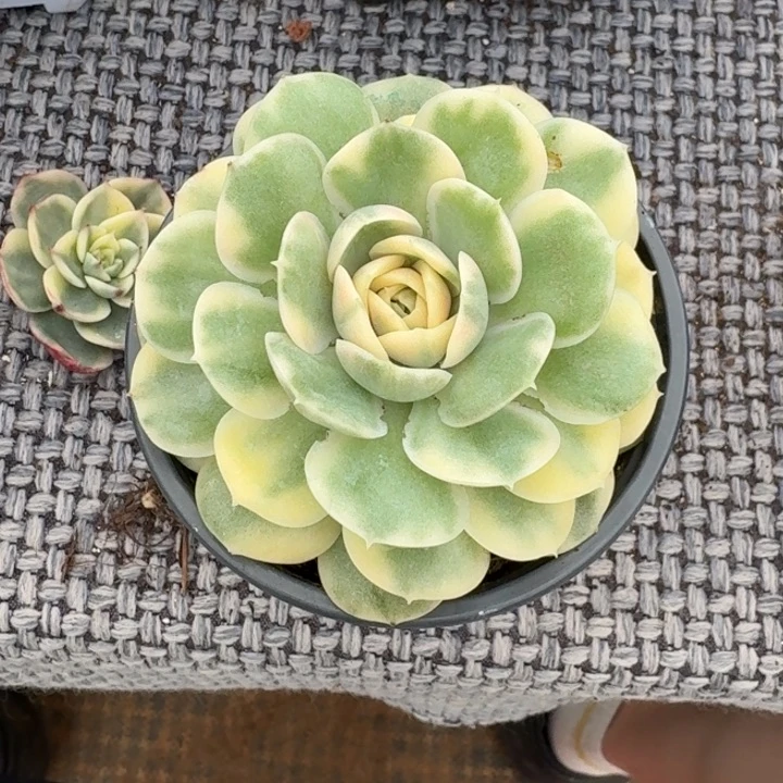 昂斯诺一物一拍好看