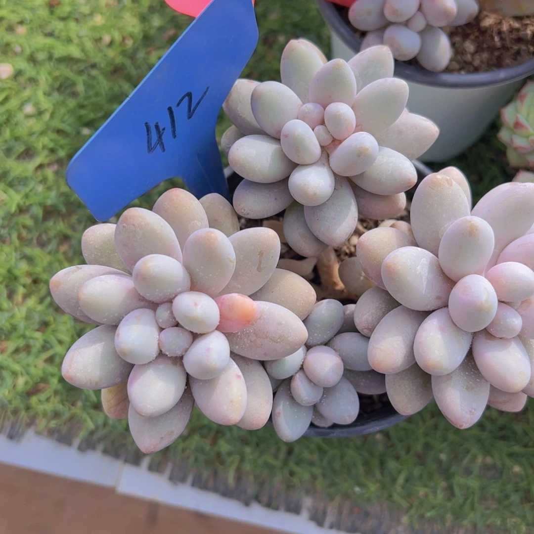 香玉的故事是一个人的故事吗