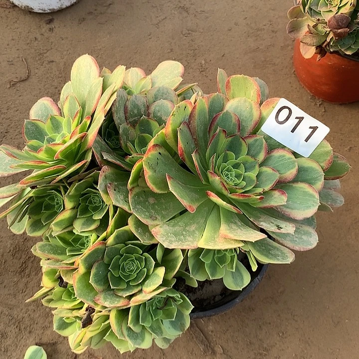 无花朵011奶白南