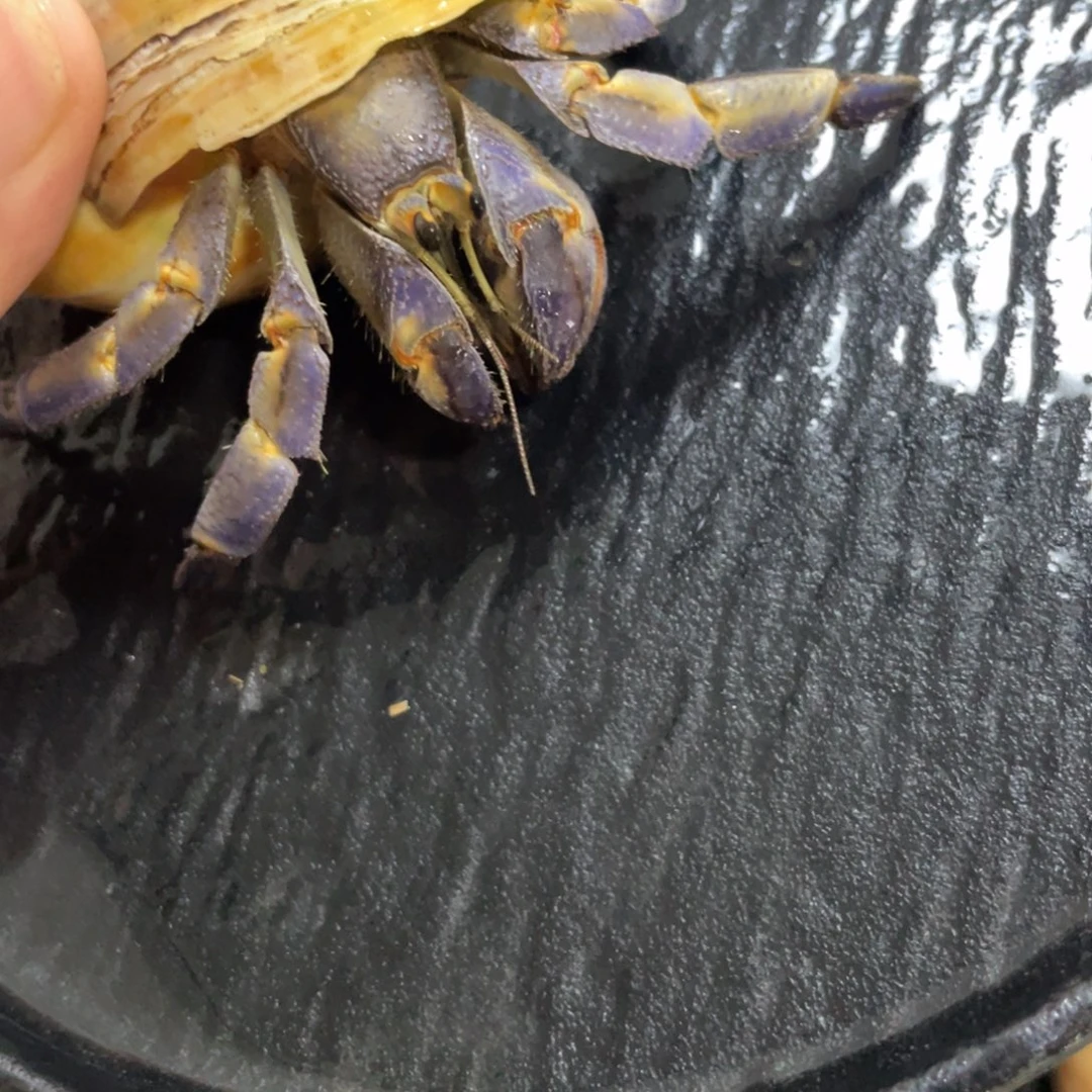 寄居蟹寄居蟹寄居蟹