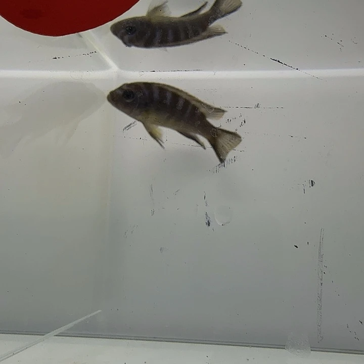 海水231号麒麟斑马母鱼