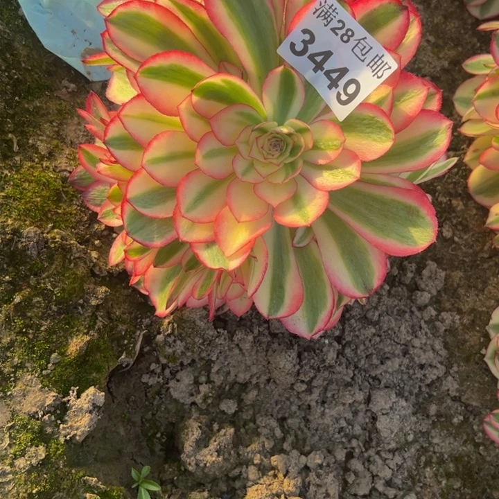 3449南倾城多肉植物