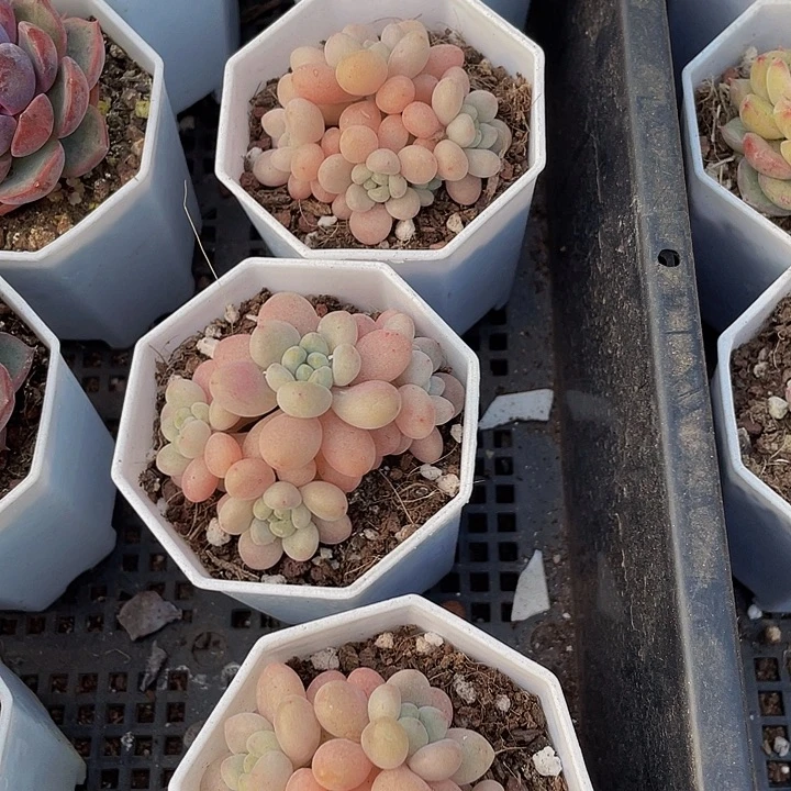 洛可可群带盆土发