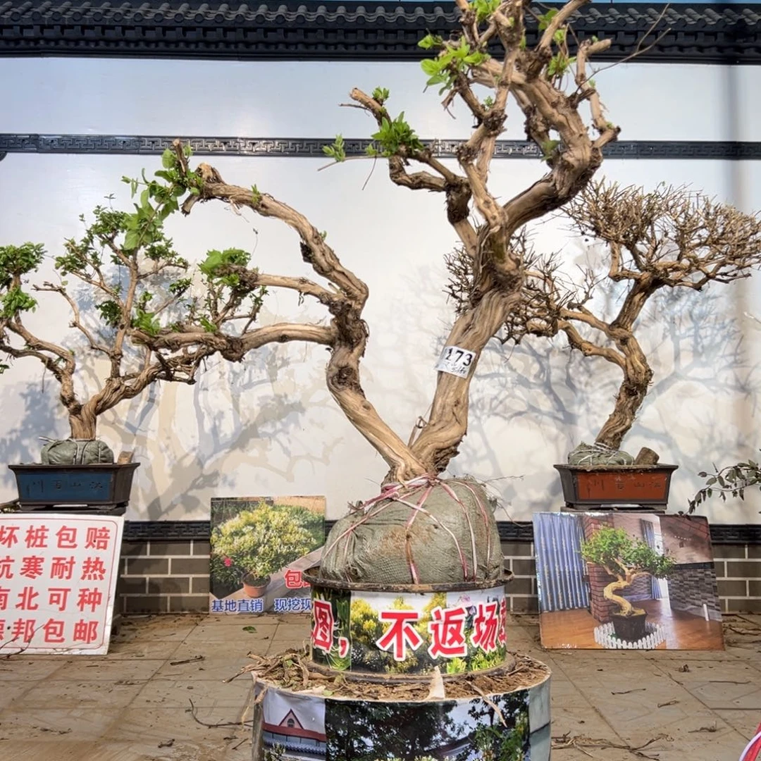 无花朵金银花88888