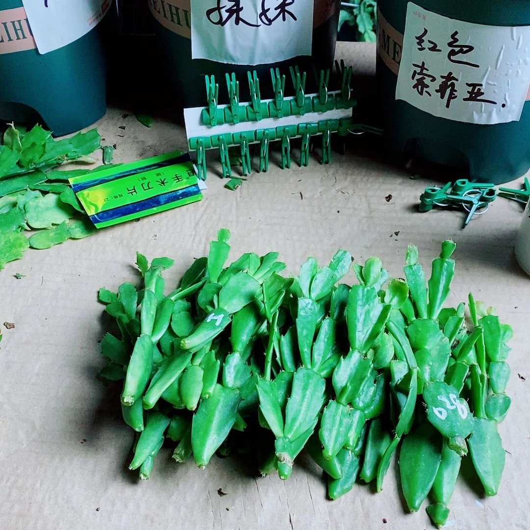 桃***水无花朵叶片福利物一拍