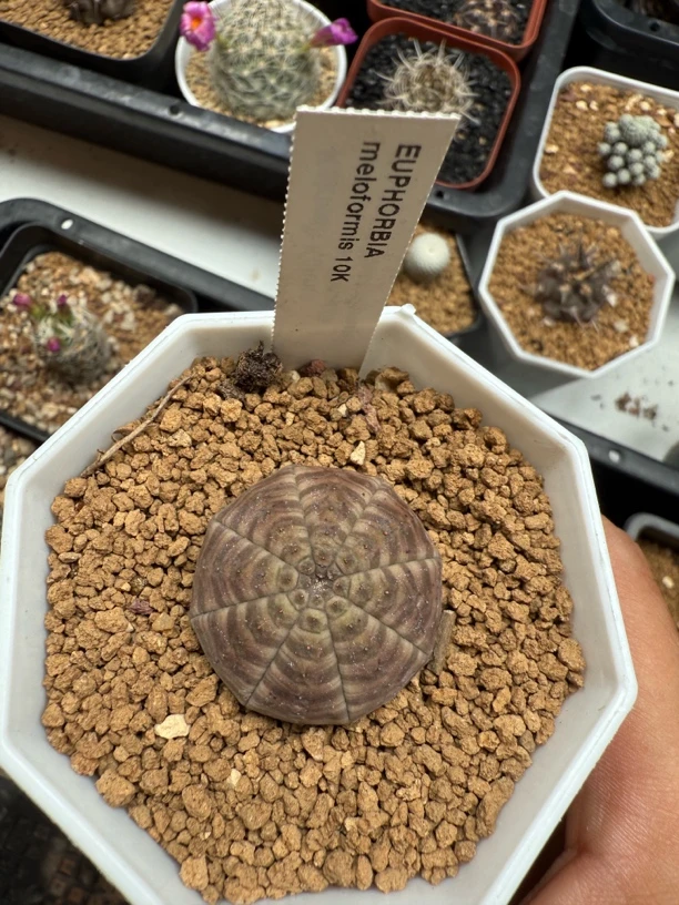 血斑布纹球实生尺寸2.9厘米