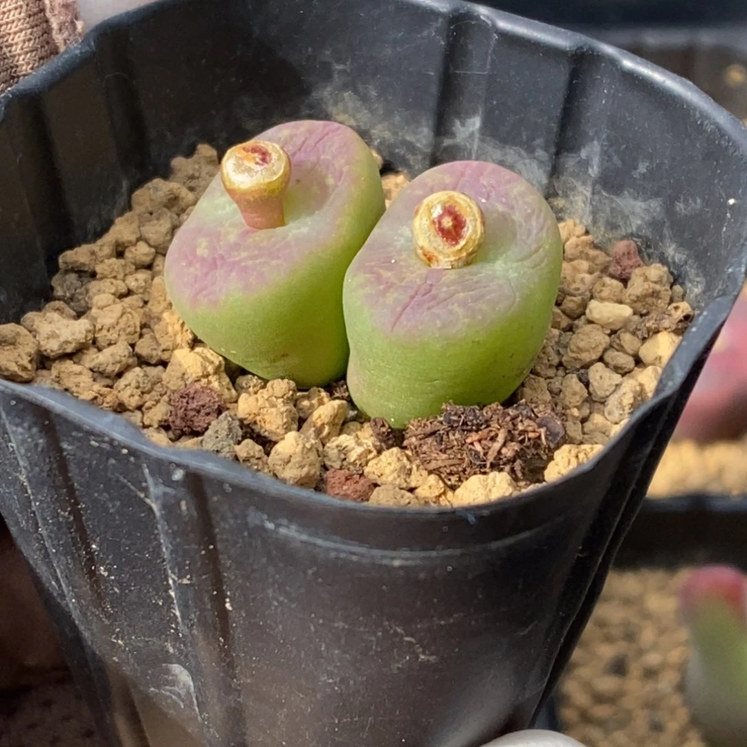 多肉植物肉锥杂交K-579 墨杂