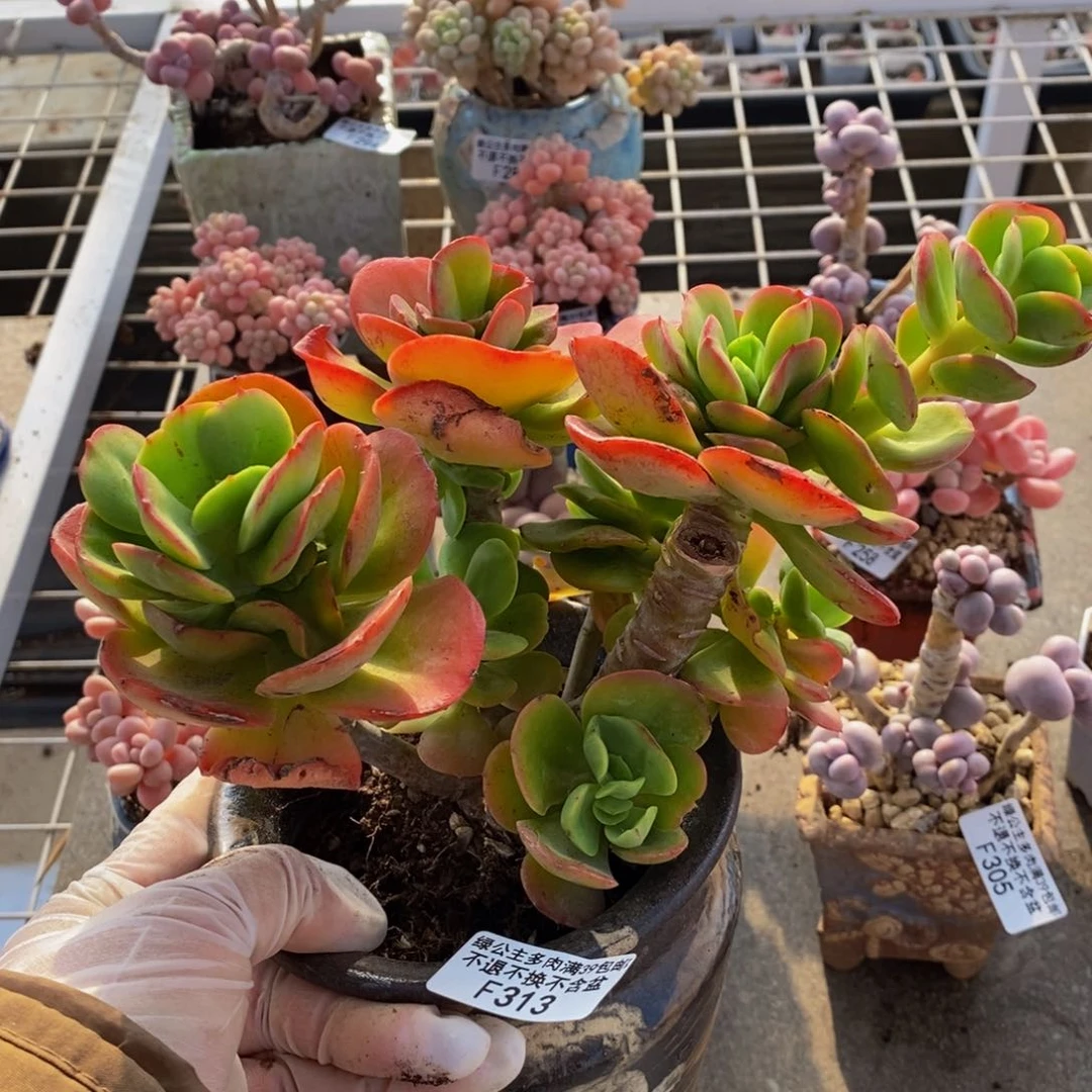 红梅313/13cm有砍