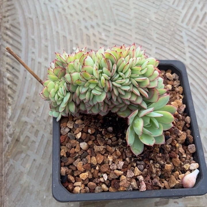 花***笑牡丹亭缀化花儿对我笑专拍发货