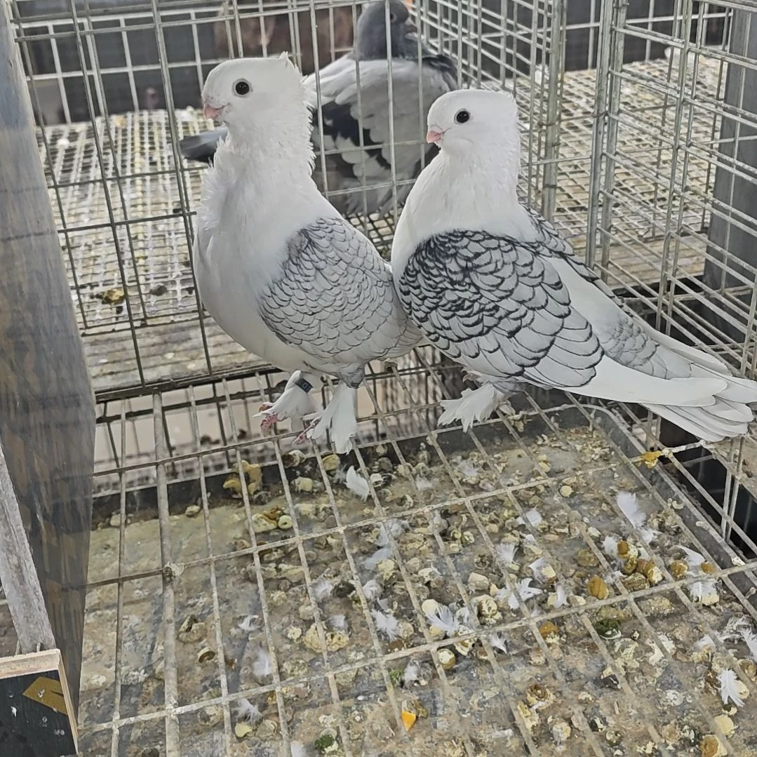 3中国大陆散装直播间精品细花淑女种鸽一对