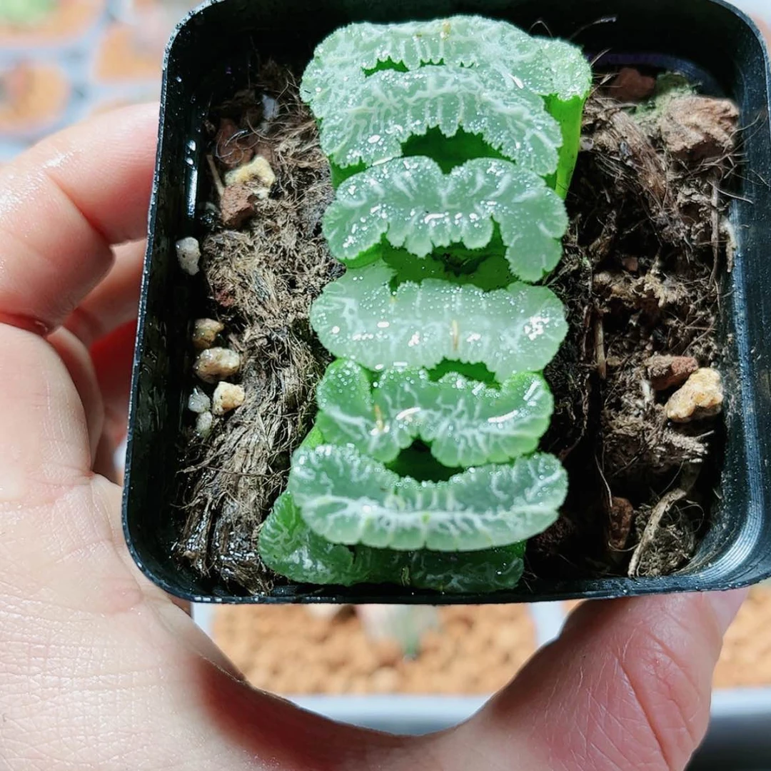 【闪购商品】伊娜鲍尔