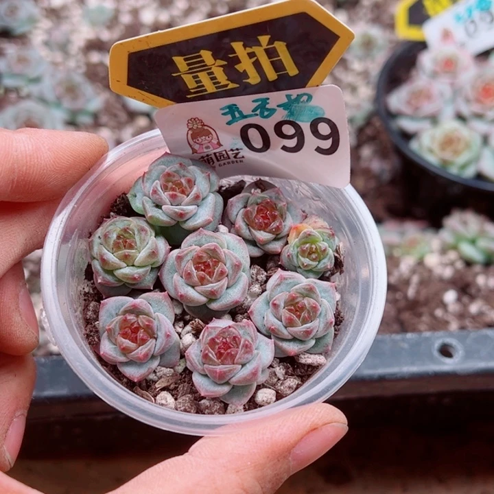 多肉植物多肉植物