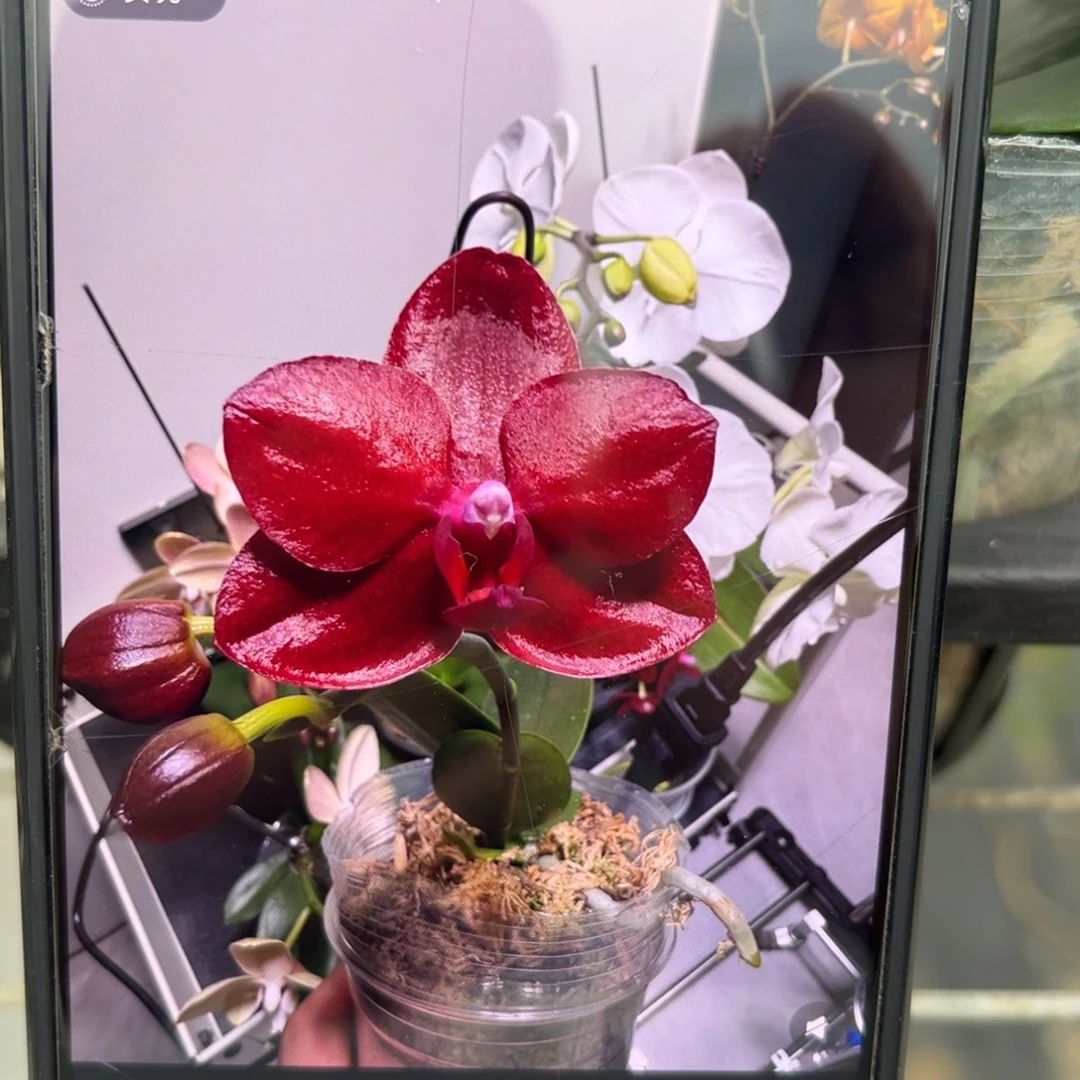 当前无花栽培后可以开花台大红宝石2.8杯新苗