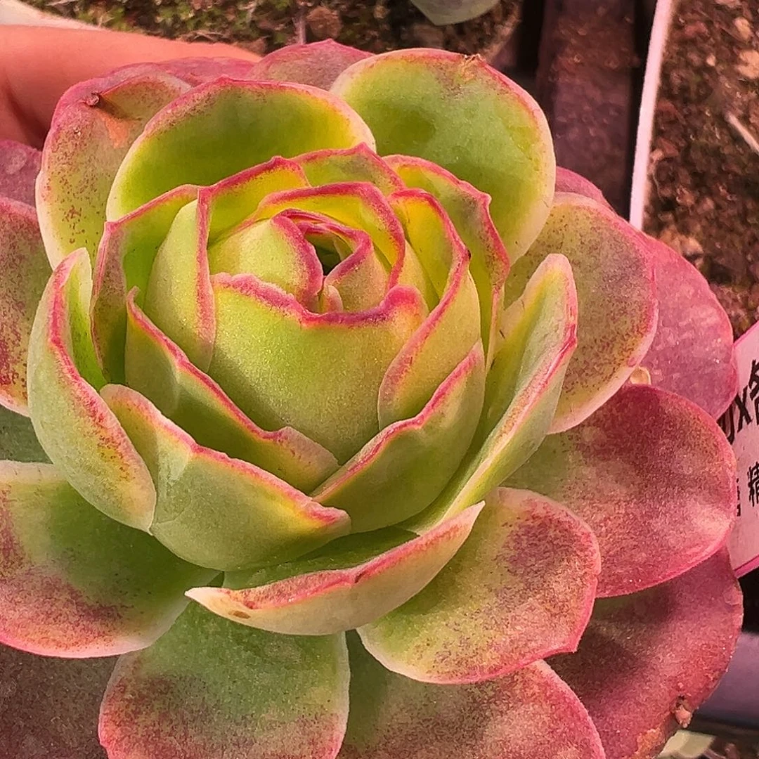 糖糖517 若初x各种