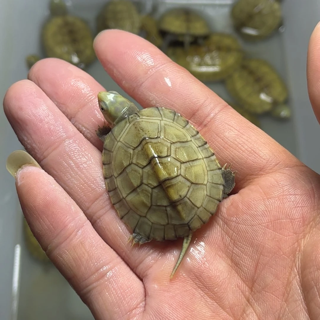 不分公母宠物龟策*4厘米青