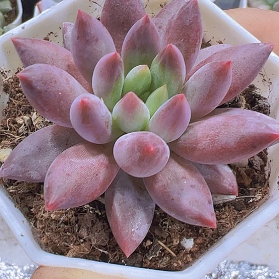 水晶球9.9包邮多肉植物