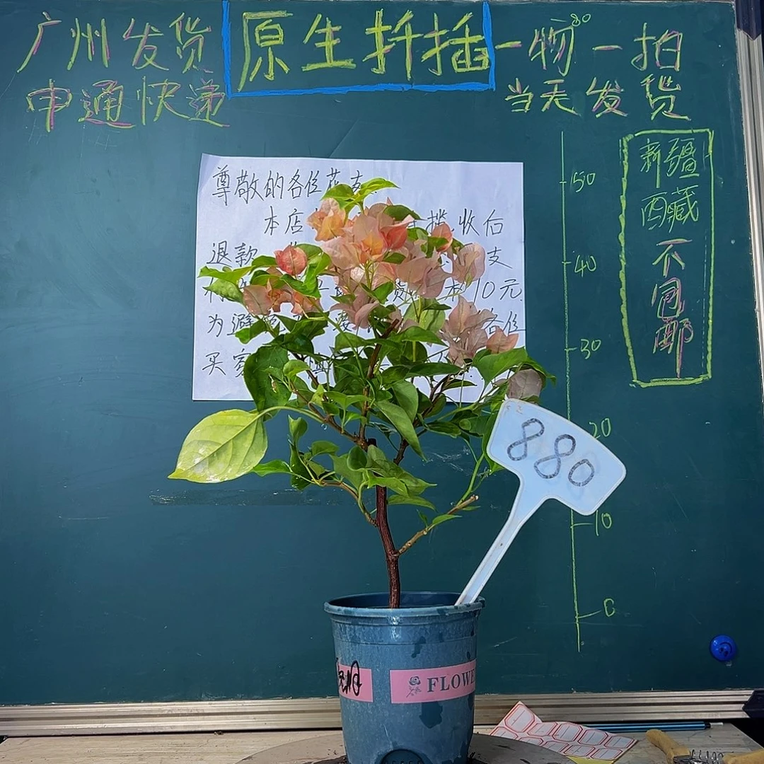 当前无花栽培后可以开花落日 880