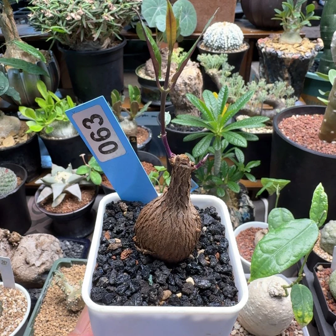 紫背萝摩063块根植物