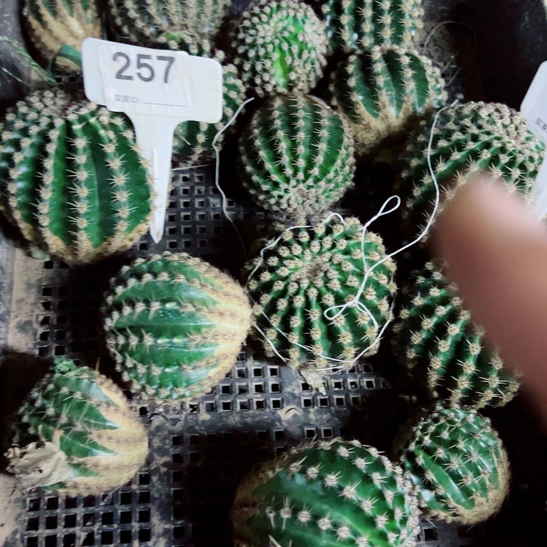 柠****千彩草18a5 侧芽 257  394