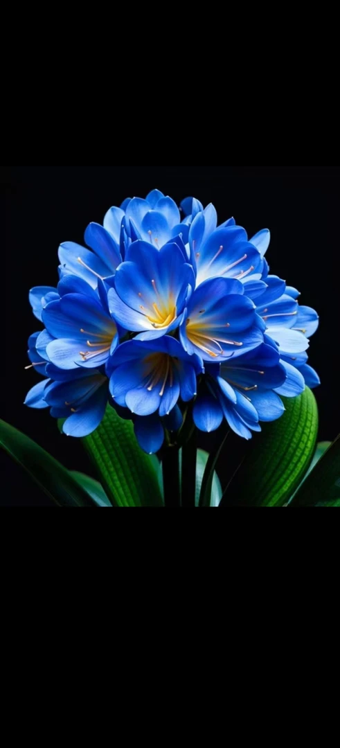 君子兰（蓝色）大苗室内栽培原盆原土发货好养花卉