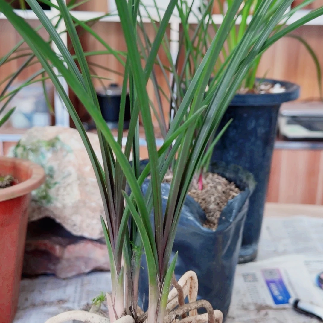 尚***巾当前无花栽培后可以开花