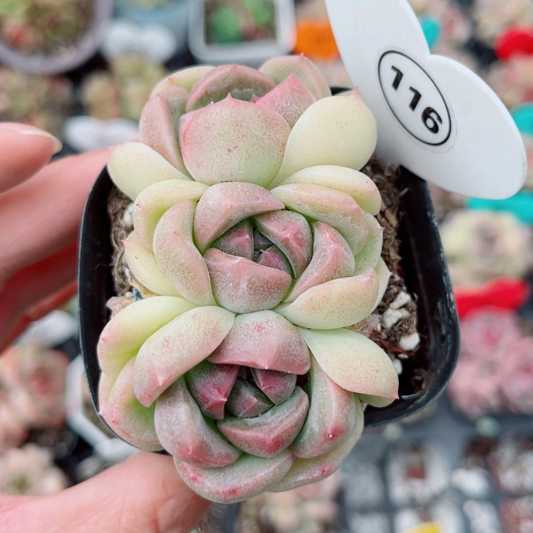 116号小老桩新品珍妮群