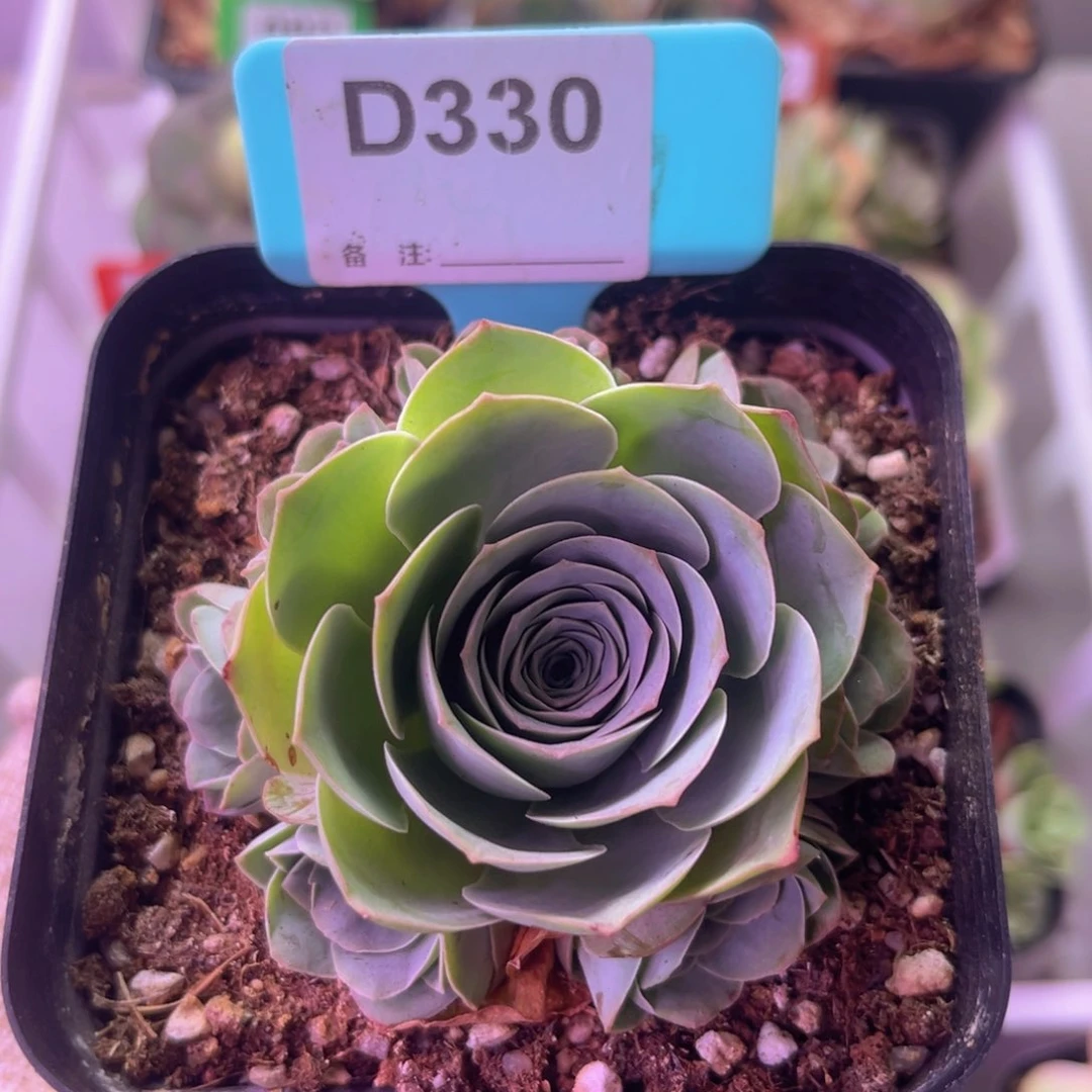 紫芙玫瑰群一物一拍D330