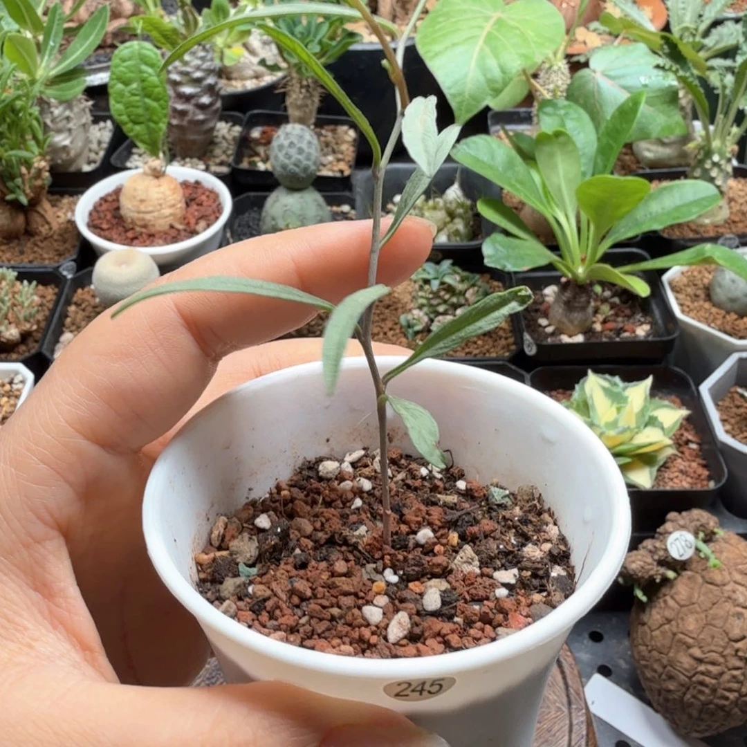 何鲁牵牛245仙人球球