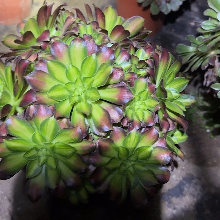 精品韶华老桩亏本福利