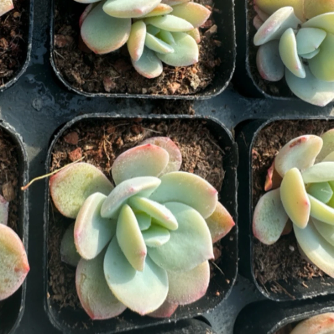 奶茶一盆 带盆多肉植物 满9.9包邮 单双随机