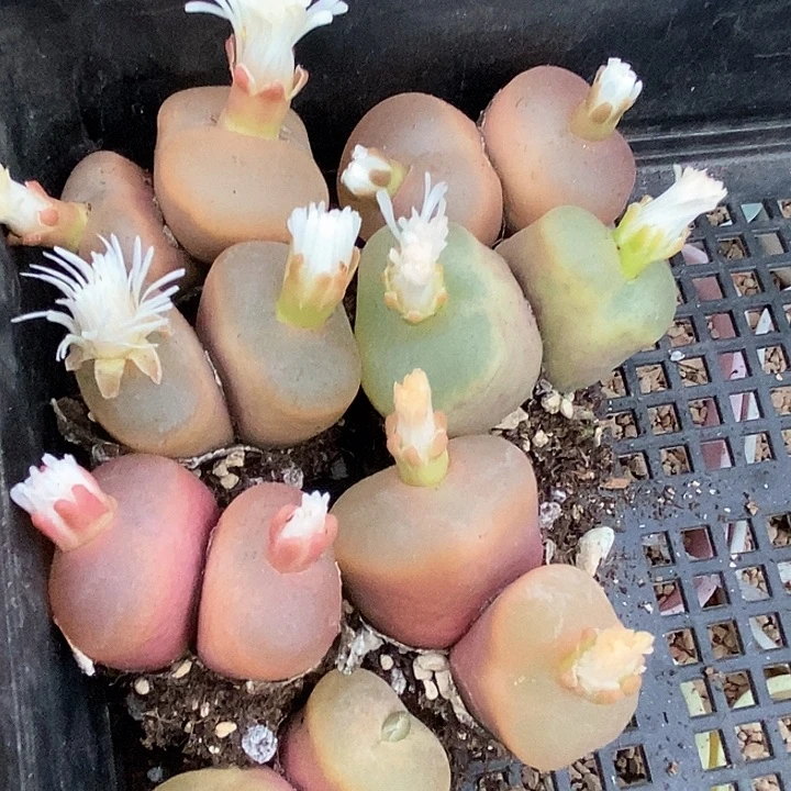 10526双头一颗    样本