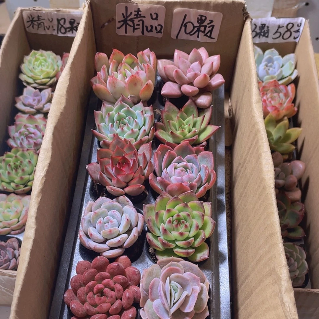 【闪购商品】【量拍】10颗精品多肉约4厘米